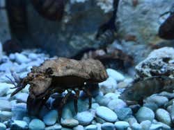 Especies del acuario