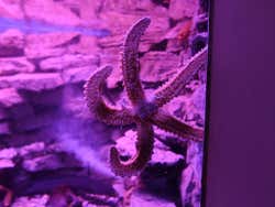 Estrella de mar del acuario